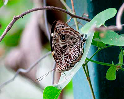 Blomfild's Beauty