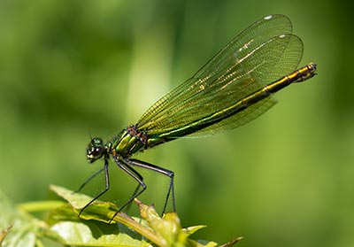Banded Demoiselle
