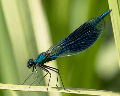 Banded Demoiselle