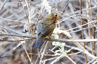 Blue Bunting