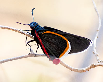 Blue-collared Firetip