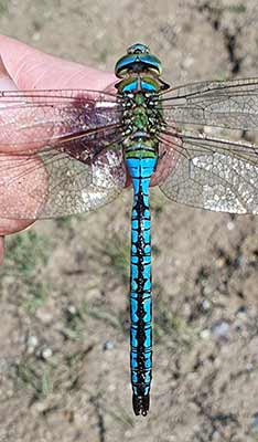 Blue Emperor (Anax imperator) [Travbaneparken, Denmark]