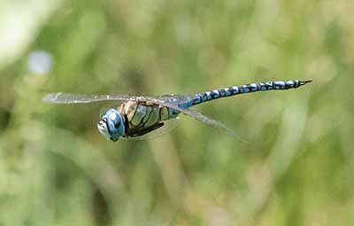 Blue-eyed Hawker