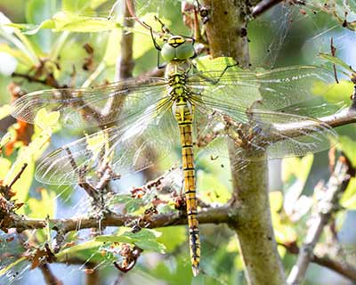 Blue-eyed Hawker