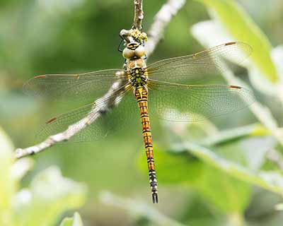 Blue-eyed Hawker