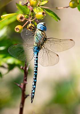 Blue-eyed Hawker