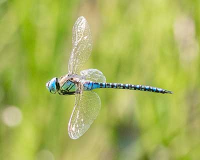 Blue-eyed Hawker