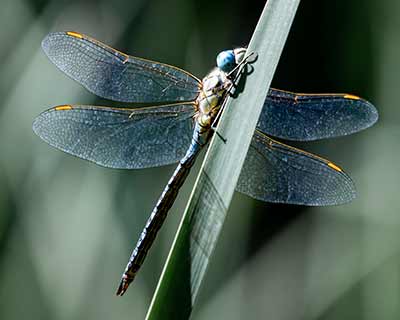 Blue-eyed Hawker