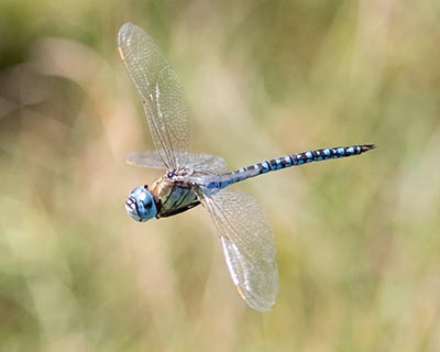 Blue-eyed Hawker