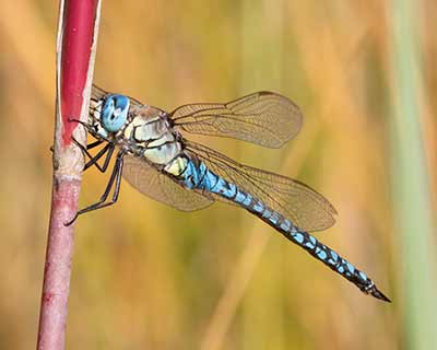 Blue-eyed Hawker