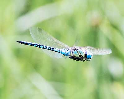 Blue-eyed Hawker
