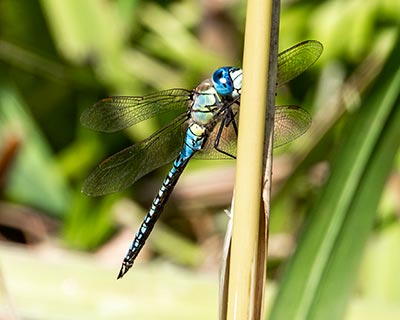 Blue-eyed Hawker