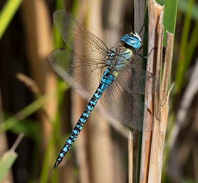 Blue-eyed Hawker