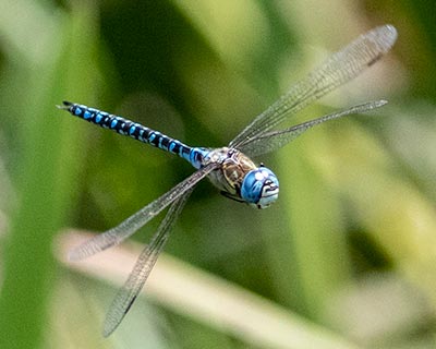 Blue-eyed Hawker