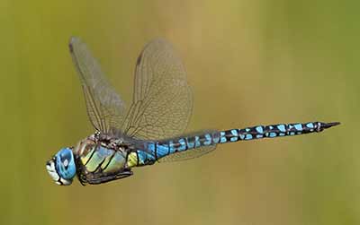 Blue-eyed Hawker