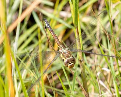 Blue-eyed Hawker