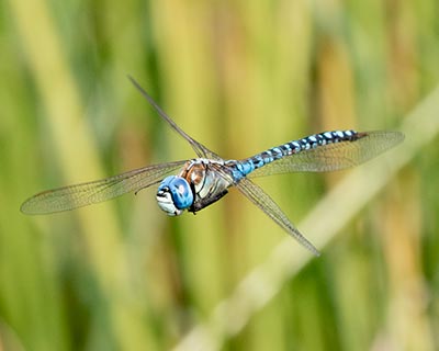 Blue-eyed Hawker