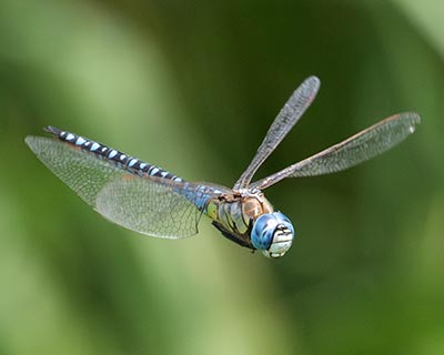 Blue-eyed Hawker
