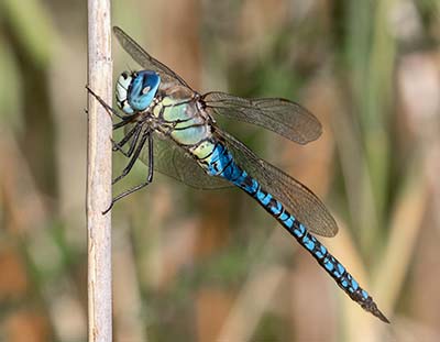Blue-eyed Hawker