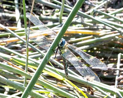 Blue-eyed Hawker