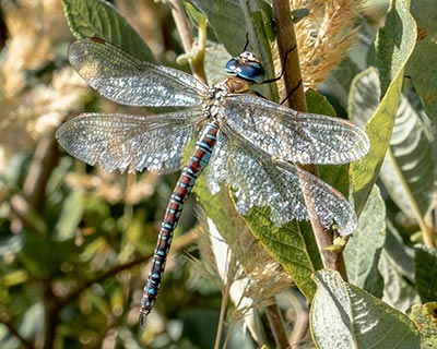 Blue-eyed Hawker