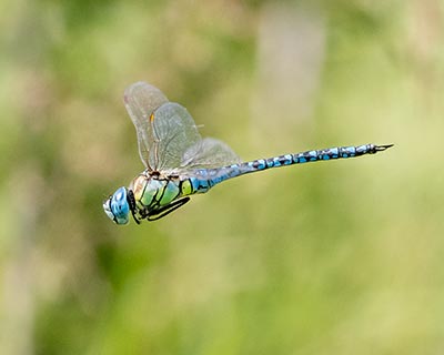 Blue-eyed Hawker