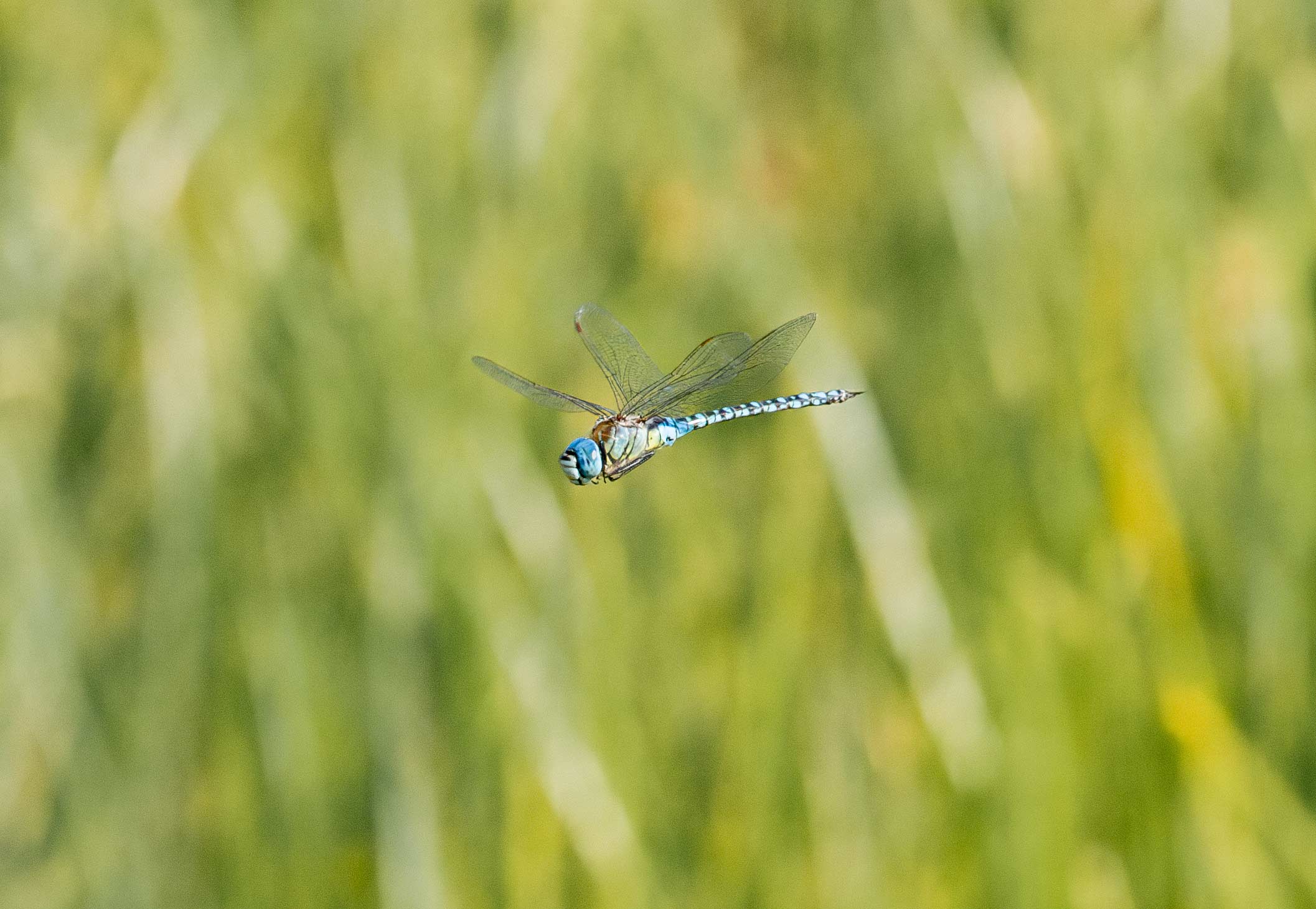 Blue-eyed Hawker