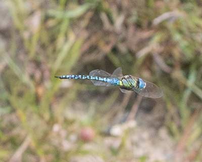 Blue-eyed Hawker