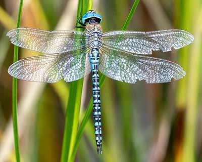 Blue-eyed Hawker
