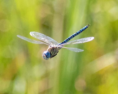 Blue-eyed Hawker