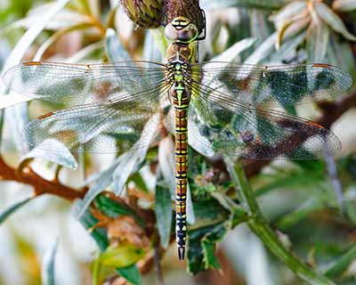 Blue-eyed Hawker
