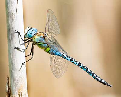 Blue-eyed Hawker