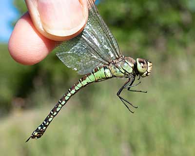 Blue-eyed Hawker