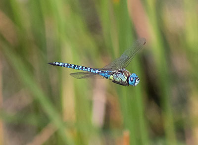 Blue-eyed Hawker