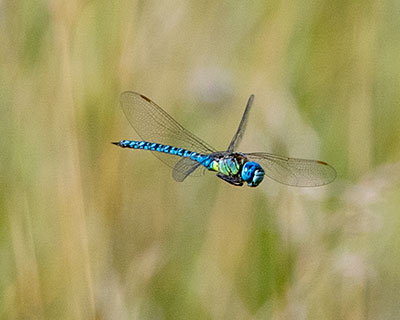 Blue-eyed Hawker
