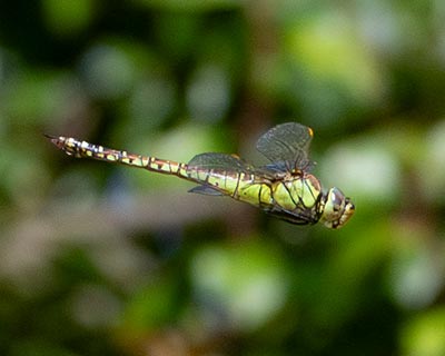 Blue-eyed Hawker