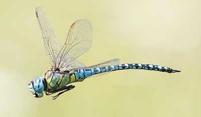 Blue-eyed Hawker
