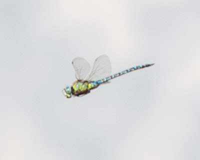 Blue-eyed Hawker