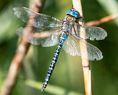 Blue-eyed Hawker