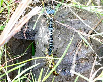 Blue-eyed Hawker