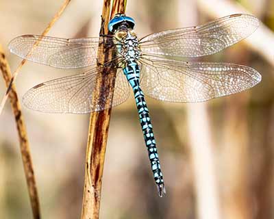 Blue-eyed Hawker