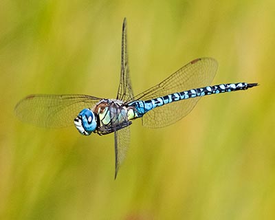 Blue-eyed Hawker