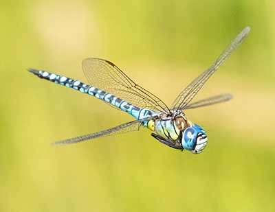 Blue-eyed Hawker