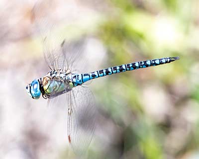 Blue-eyed Hawker