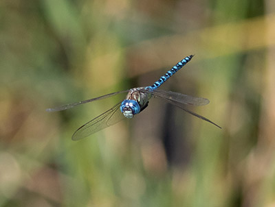 Blue-eyed Hawker