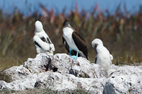 Blue-footed Booby