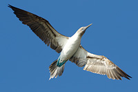 Blue-footed Booby