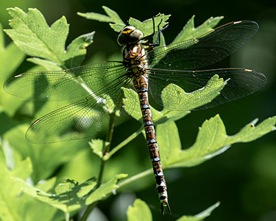 Blue Hawker