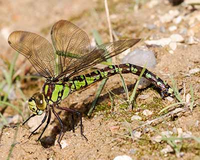 Blue Hawker