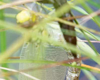Blue Hawker